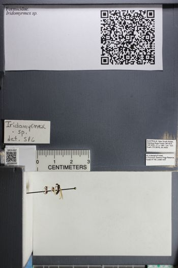 Media type: image;   Entomology 588000